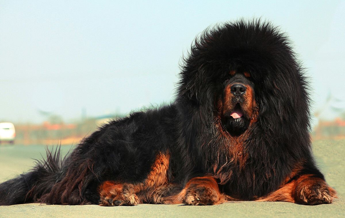 战斗能力最强的四种狗,对养过的人,我大写的佩服