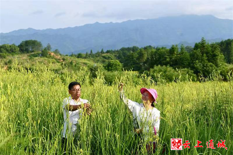 通城县大坪乡辉煌村:黄花菜喜获丰收