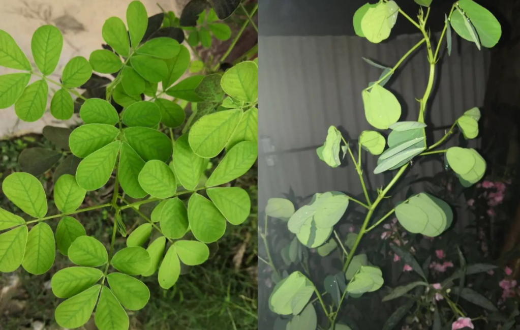 决明子,又称狗屎豆,真绿豆,有3项作用,价值高,农民要了解!