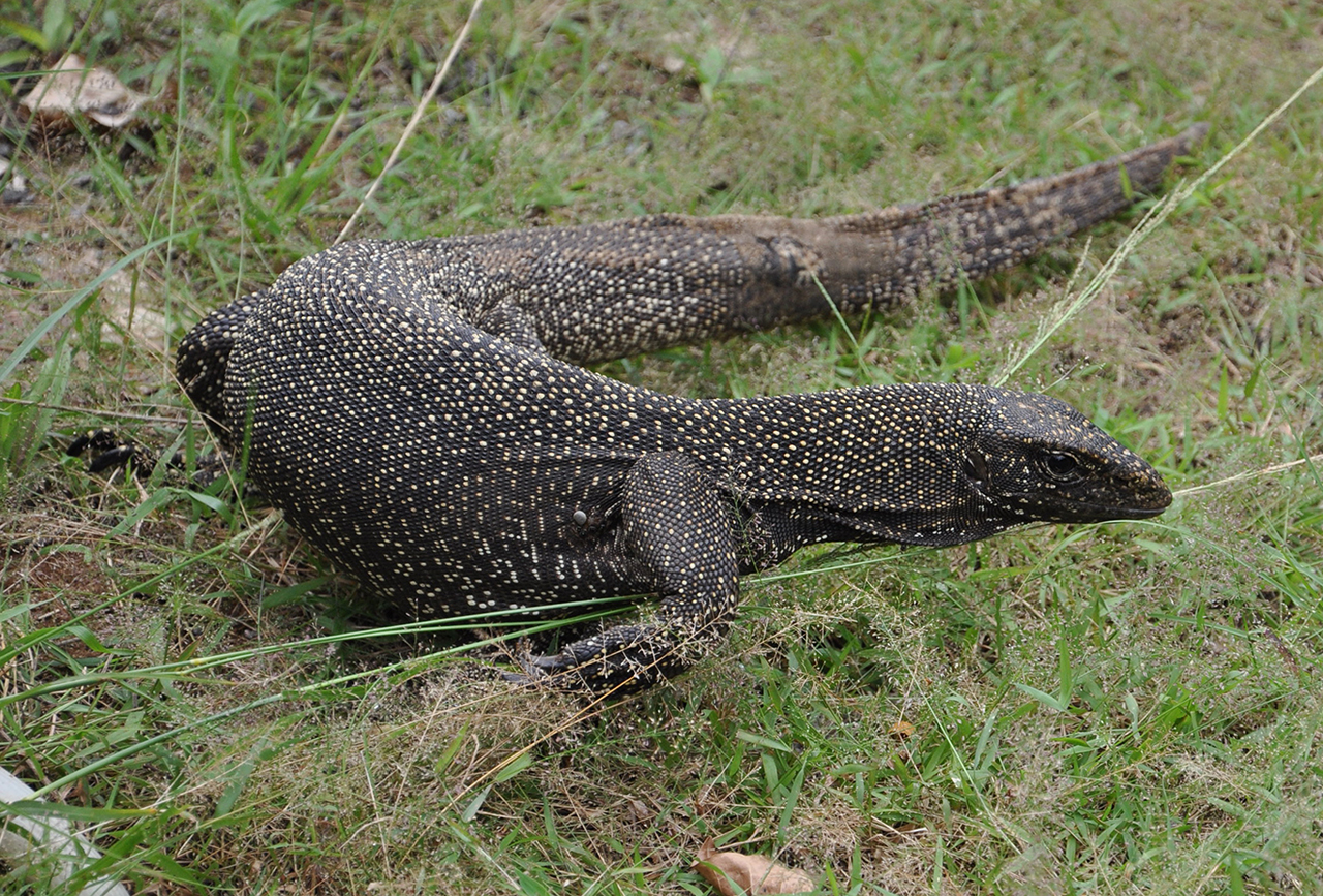 北京发现暗影巨蜥,身长一米多,全身鳞甲覆盖,有刀刃般的利爪