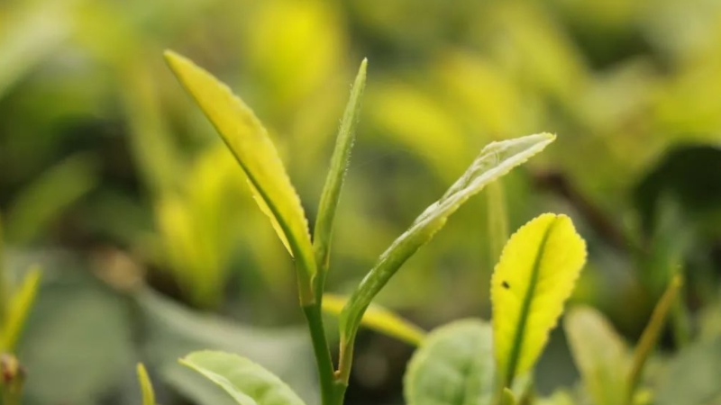 谷雨茶和明前茶区别