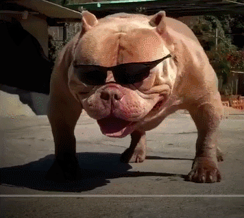 恶霸犬的呼声:请不要"以貌取狗"!