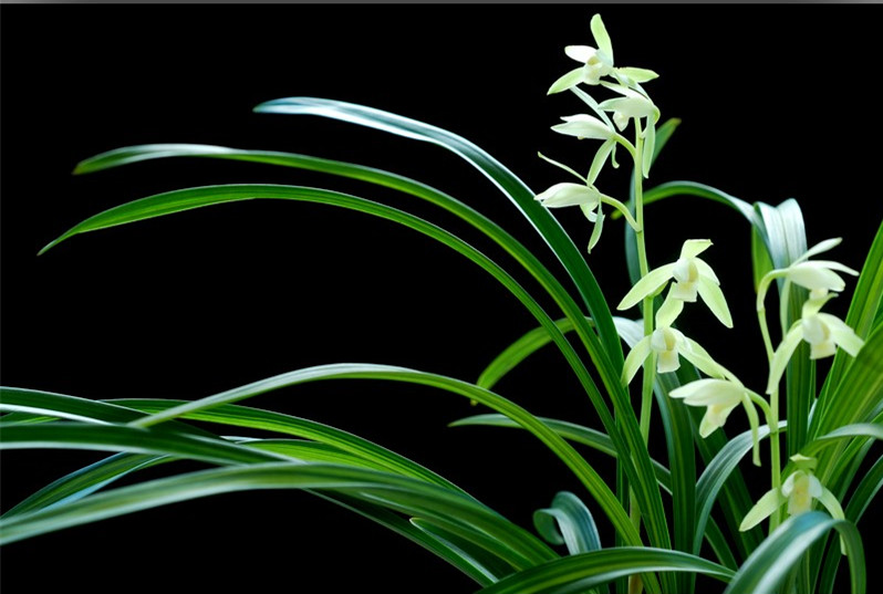 建兰素心传统名品,花期长,叶姿秀,线艺好,花姿端庄,香气醇正