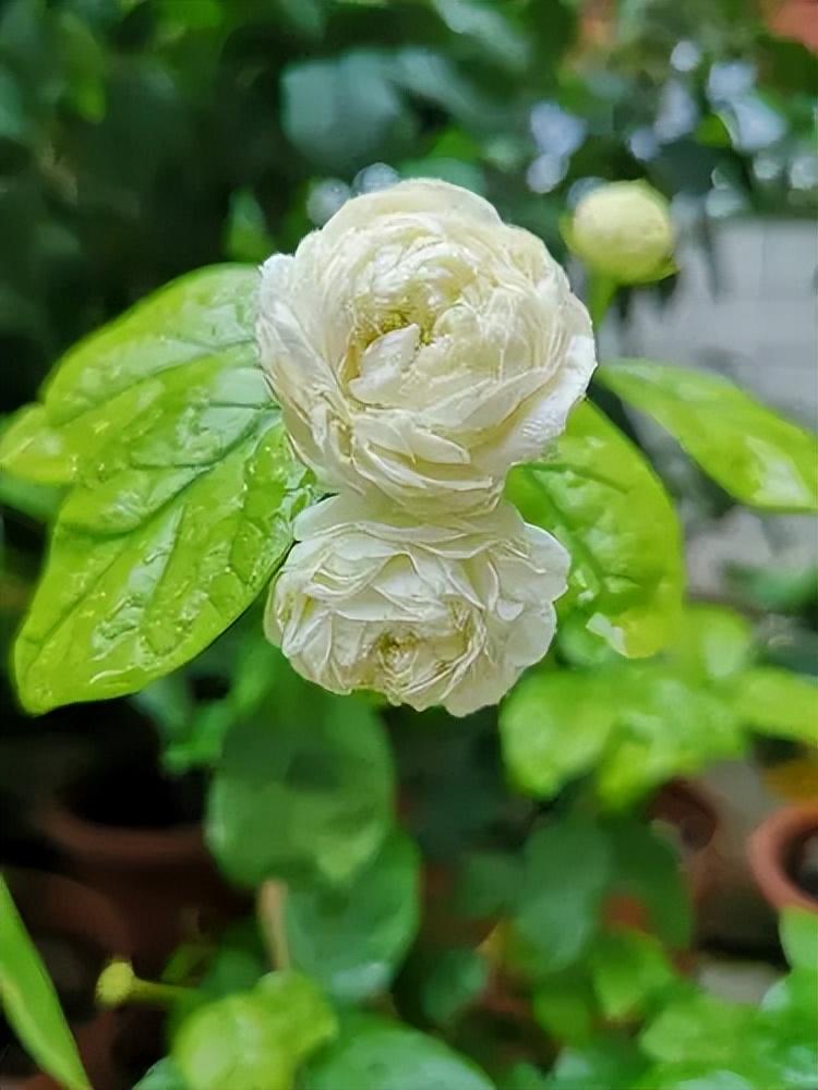 虎头茉莉,精致的盆栽茉莉花,花大美丽,芬芳馥郁,不受季节影响