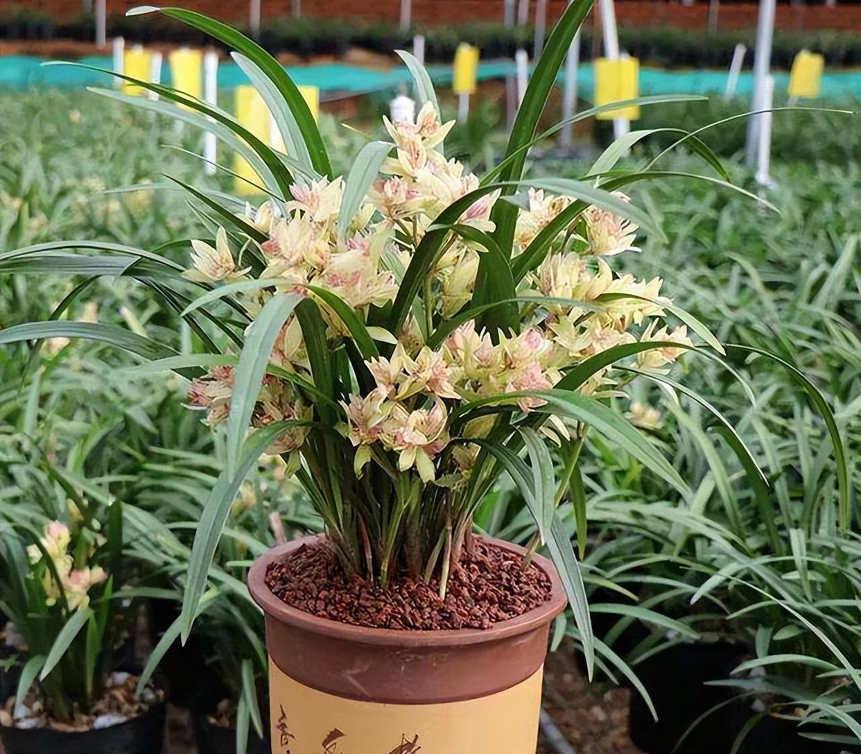 以奇特而闻名的兰花,富山奇蝶,比绿萝还好养,香气馥郁