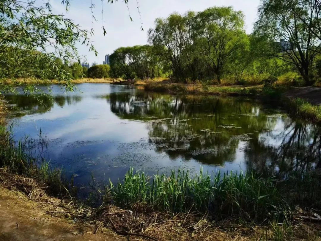 太原汾河四期湿地公园图片