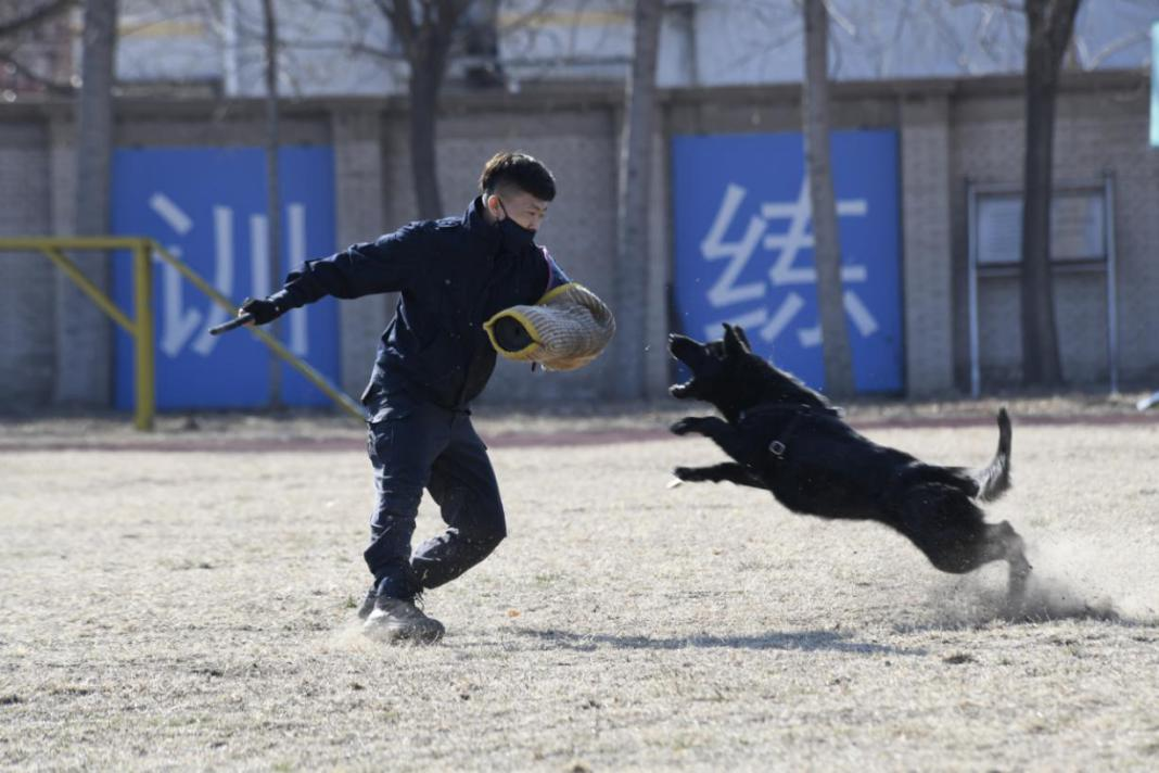 北京市公安局警犬大队图片