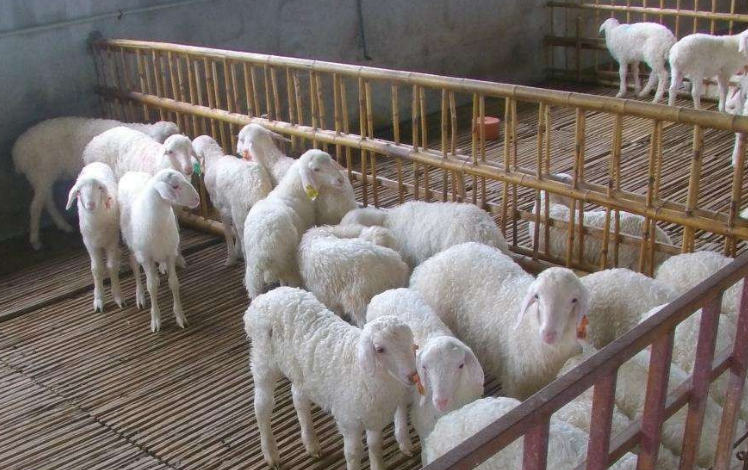 羊尿不下来尿怎么治?看完就知道了