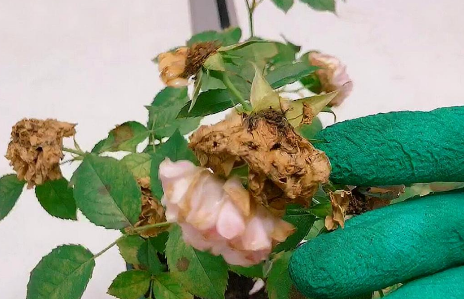 月季花凋谢后要如何修剪?