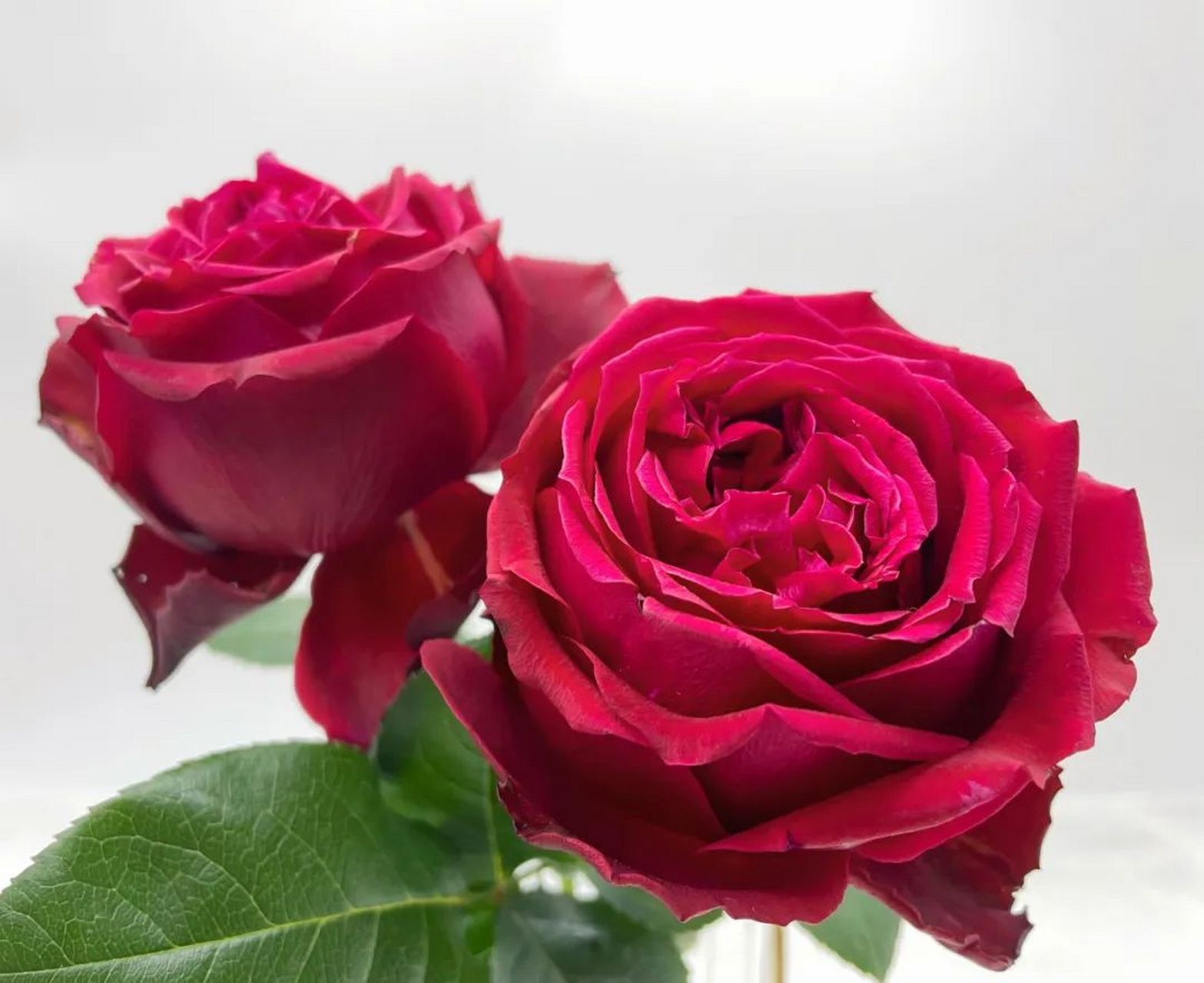 家居园艺: 切花荣耀月季  切花荣耀,是一种非常直立,高杯花型的月季