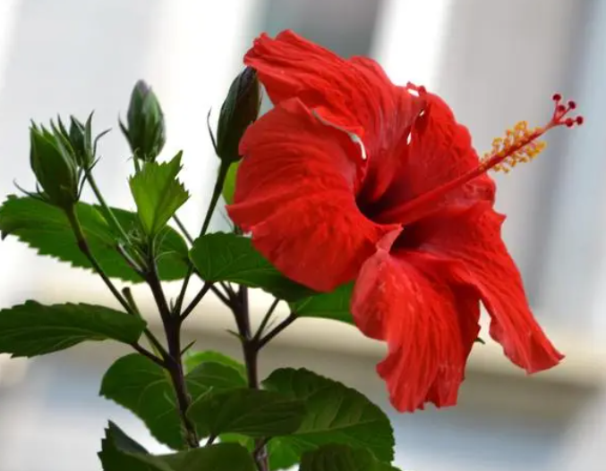 花大色艳的朱槿花,秋季养护做好5点不掉花苞开花美