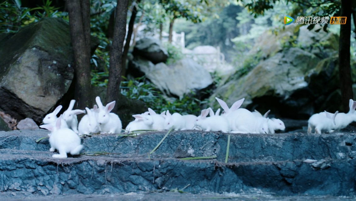 《陈情令》:暖心一刻,蓝湛是因为羡羡才喜欢兔子