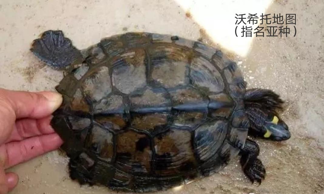 地图龟是龟界的哈士奇,也是适合新手饲养的观赏龟,地图龟有13种