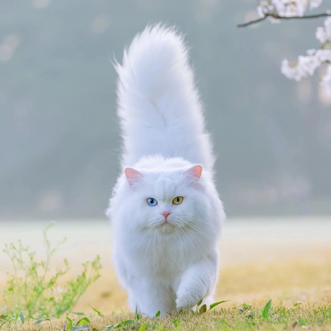 想要白色异瞳狮子猫 狮子猫简直就是我的梦中情猫,猫中的仙女谁不爱呢