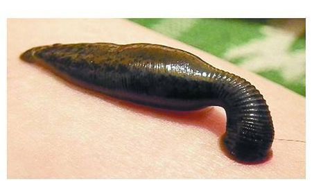 并非所有的中药材都能泡药酒:4味常见中药材,要谨慎使用