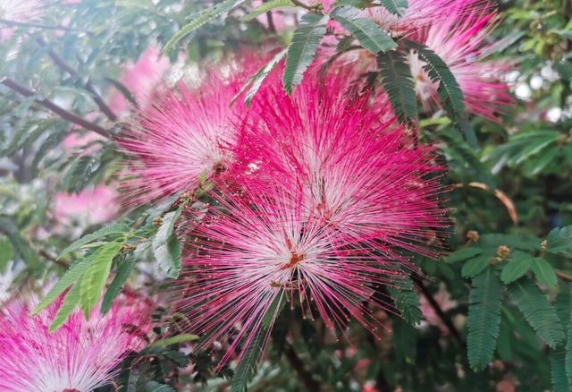 1种绿化树开花如扇子,粉嫩嫩,美极了!不少人见过却说不出名字