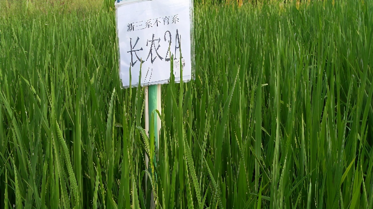 长江大学育成第二个三系杂交水稻新不育系"长农2a"