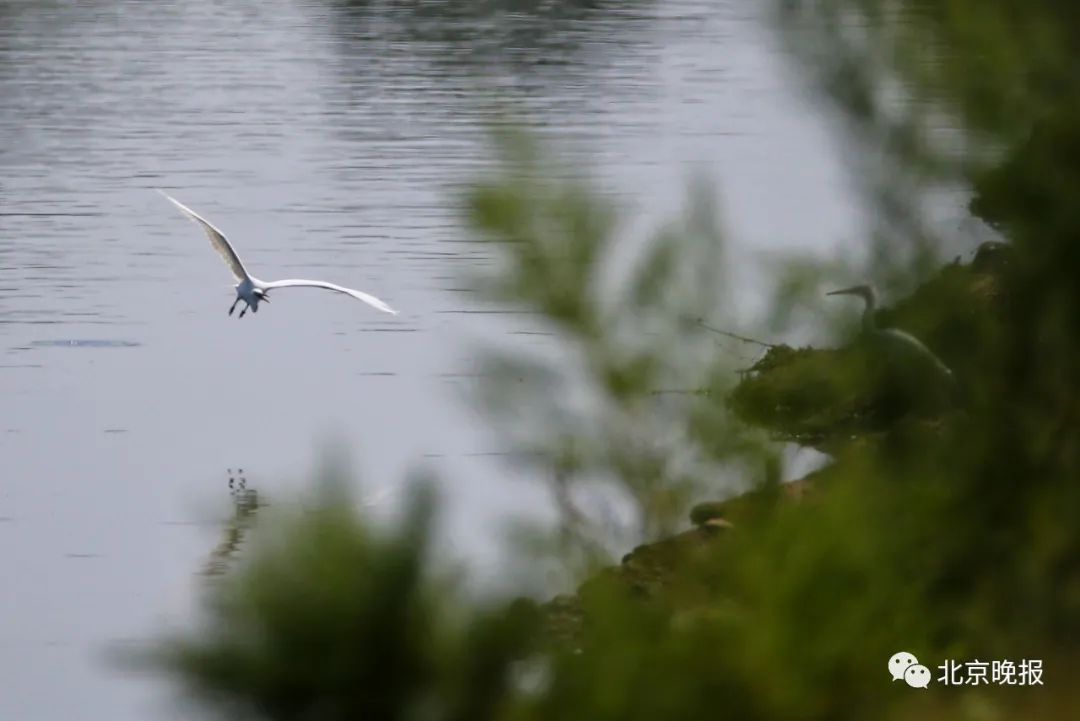推荐|今日白露，现在是观赏夏候鸟最佳时期，来潮白河通州西集段看白鹭