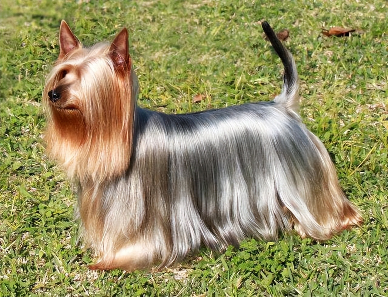 狗狗品种长毛图片