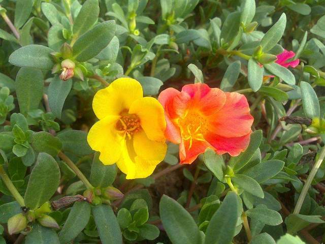 相似的太阳花,太阳花锦,大花/阔叶马齿苋,假马齿苋如何区分