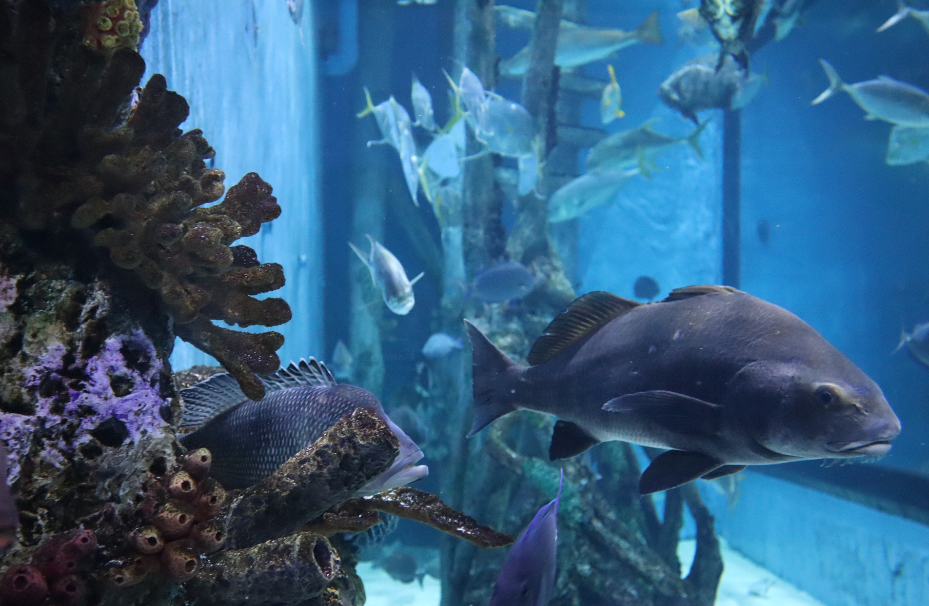 上海有一水族馆,位于东方明珠附近,不仅有热带鱼,还有海洋生物