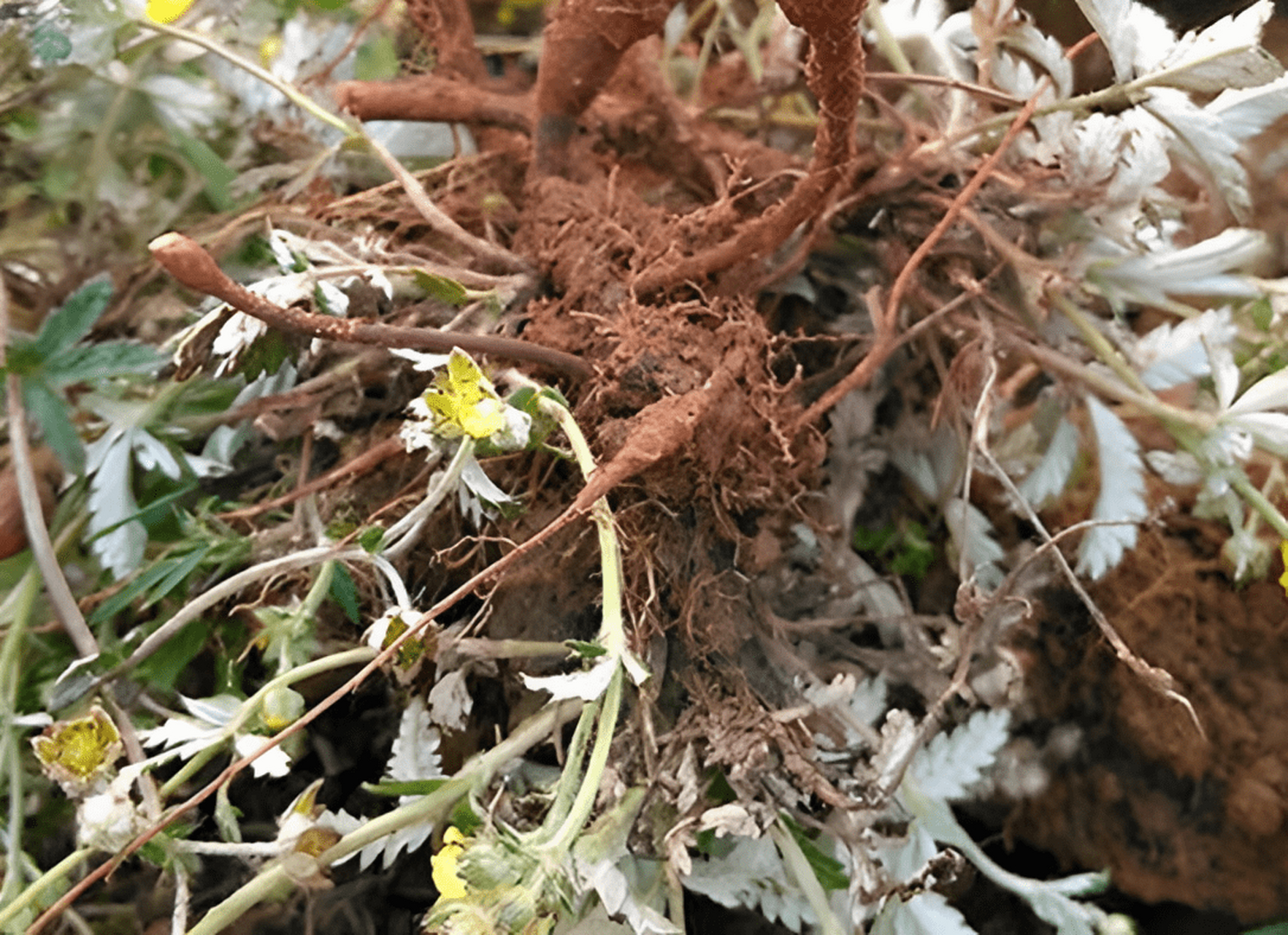 翻白草的根茎肥大,形状类似鸡腿,肉质饱满,色泽淡黄.