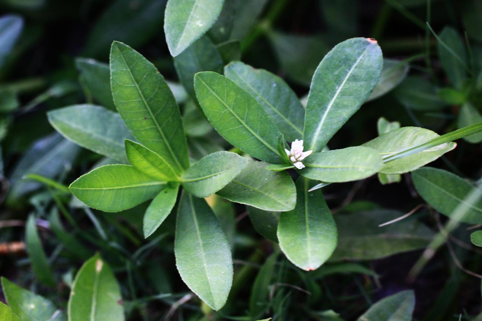 喜旱莲子草:农民非常讨厌的外来入侵野草,却有5大价值,了解下