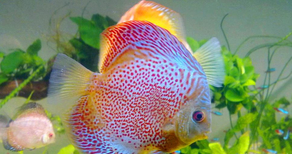 天使鱼和彩裙鱼的区别是什么?