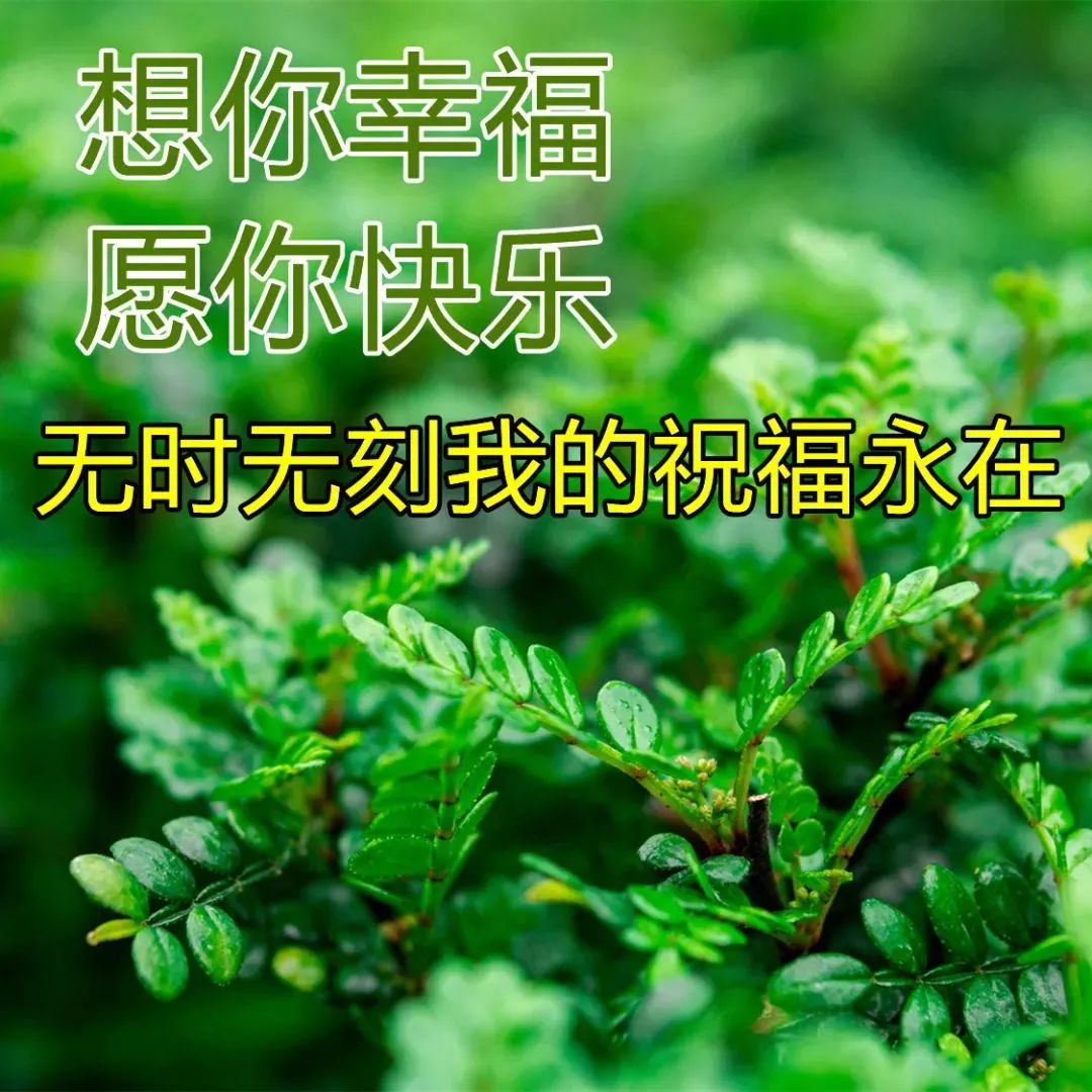 微信早晨好漂亮鲜花祝福表情美图 最新早上好短信祝福语录大全