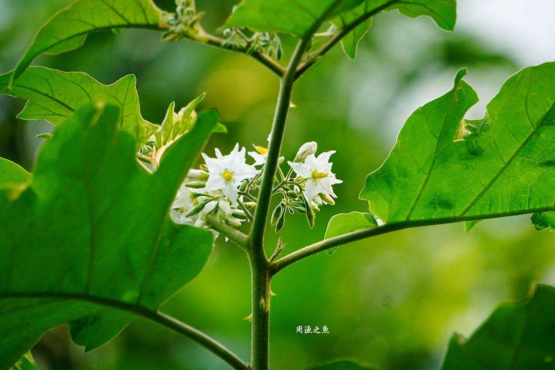 水茄,花像个五角星,果实可明目,叶可治疮毒,嫩果煮熟可供蔬食