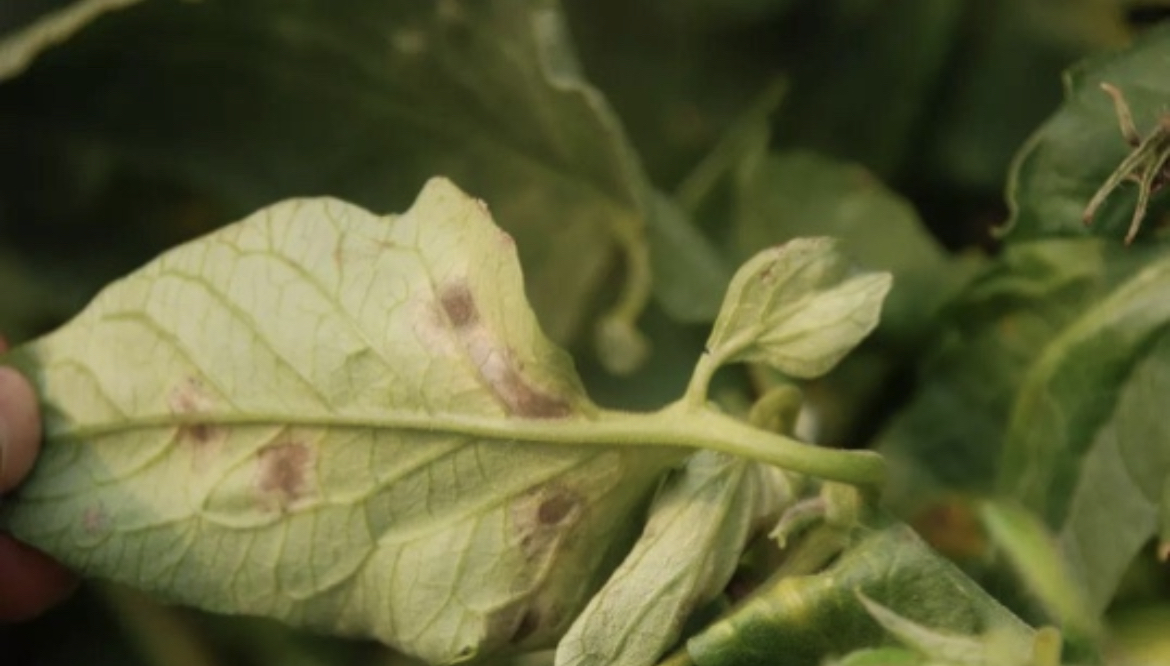 茄子灰霉病初春频频高发,防治措施来增产