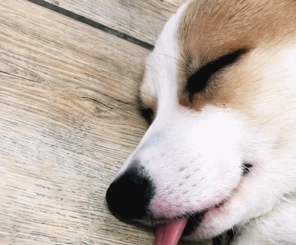 新手学会这些技巧,养柯基不再是难事!