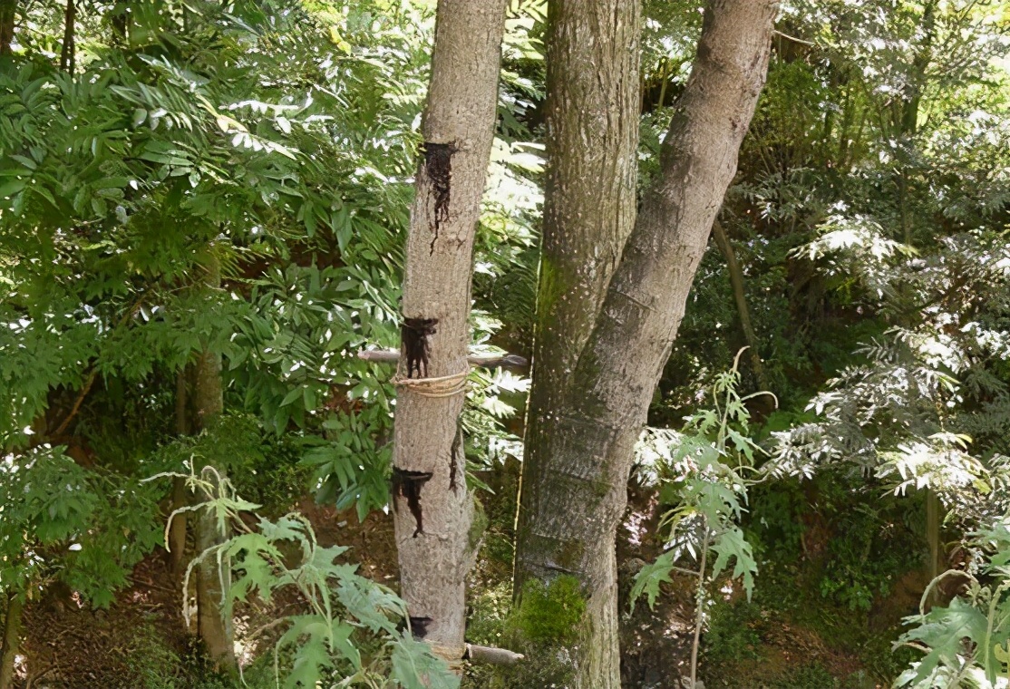 民国的江西有种咬人树,植物学家经过研究,揭开它"咬人"的谜团