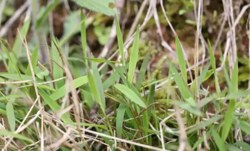 "神农草",原来就是农村老人口中的"不老草",有啥效果呢