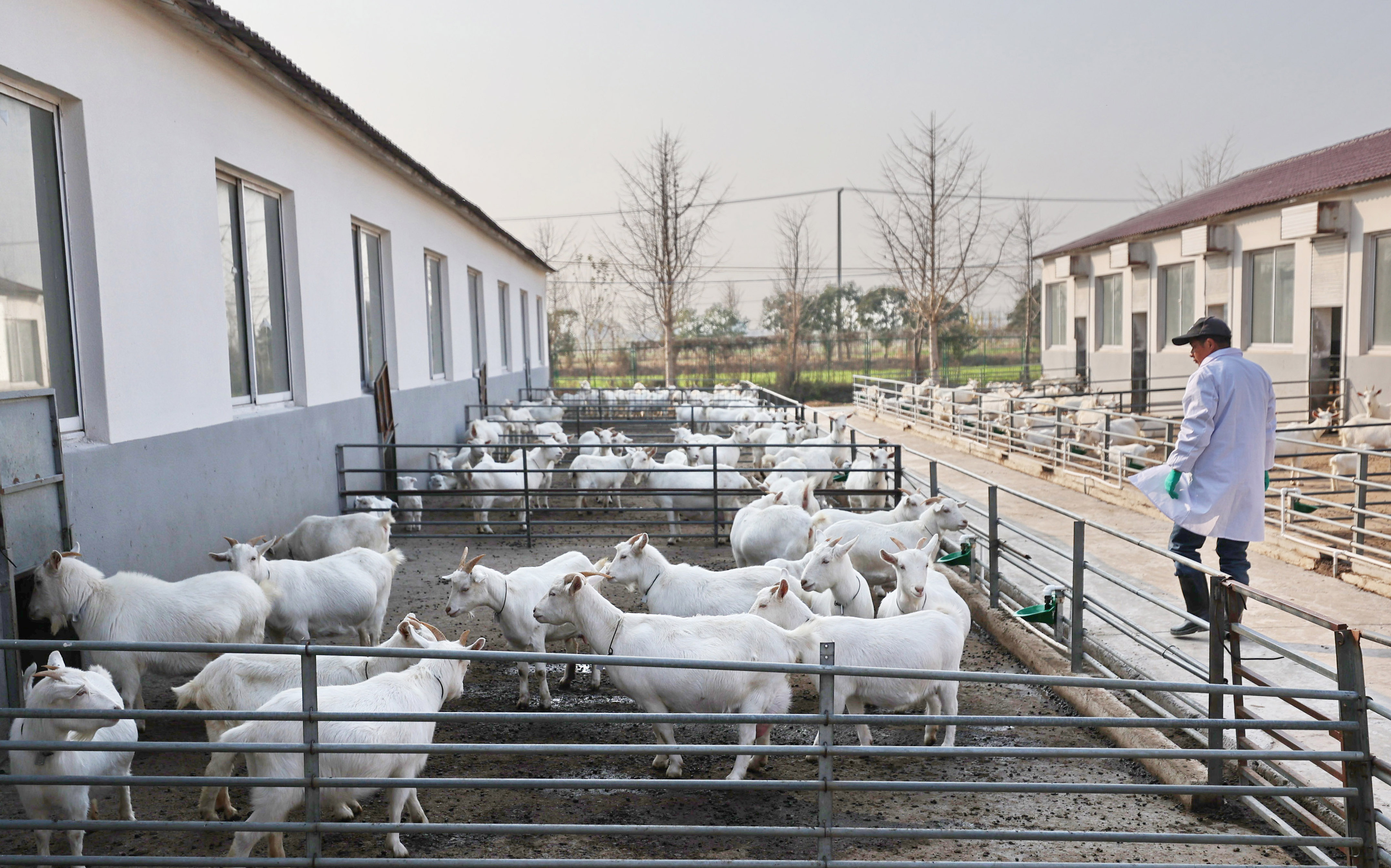江苏海门:山羊产业助增收(2)