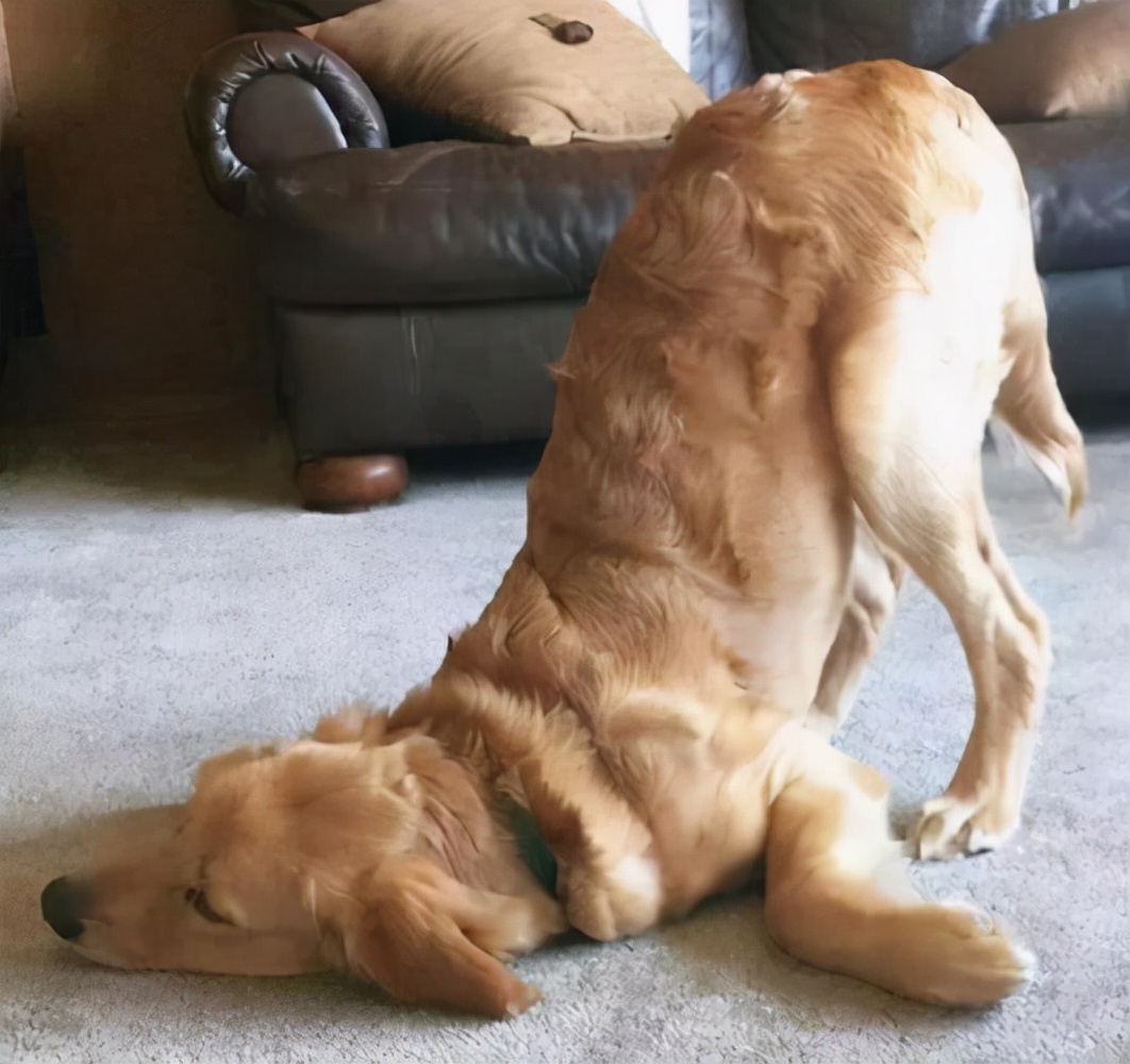 狗狗睡姿有多"奇葩"?看完后,谁能忍住不笑!