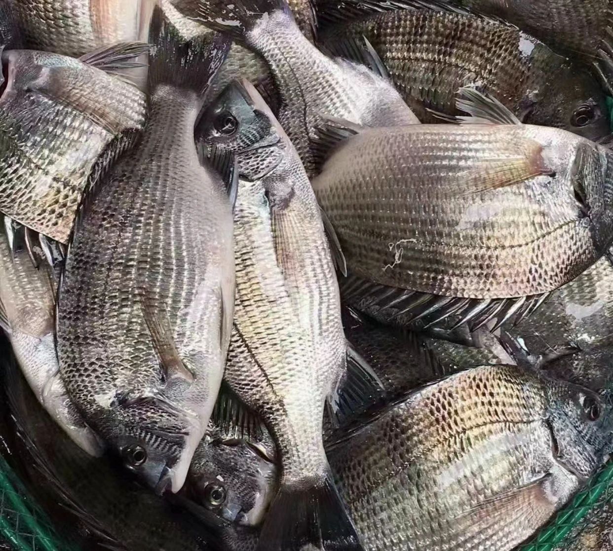 海鲜市场最便宜的4种鱼,很多人不懂吃,买到赚到,好吃营养高