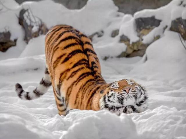 虎王"完达山一号"重回黑龙江,体重600斤?它的战斗力有多强?