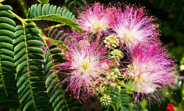 1种绿化树开花如扇子,粉嫩嫩,美极了!不少人见过却说不出名字