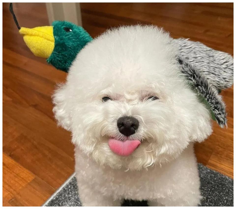 比熊"白眼狼"的表现,养不熟的!