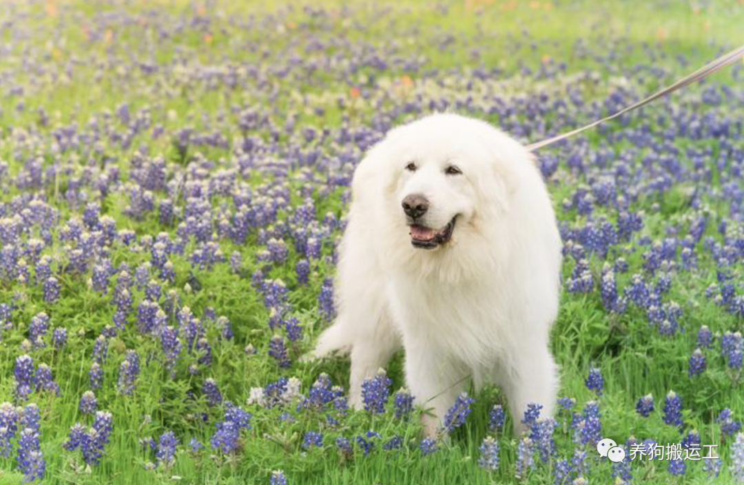 大白熊犬:从牧场到皇宫