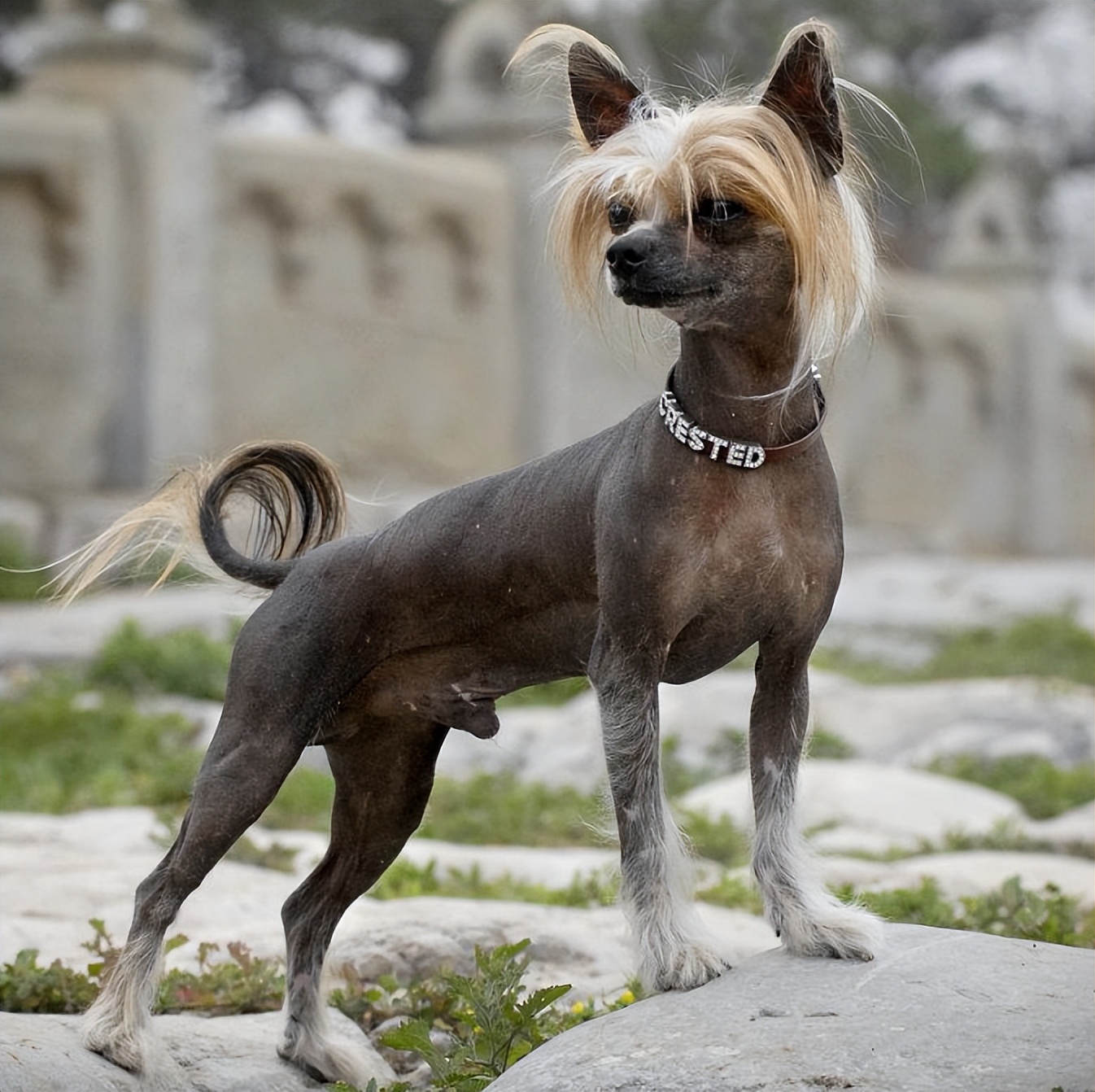 多次获得世界最丑狗狗大奖的狗——中国冠毛犬!