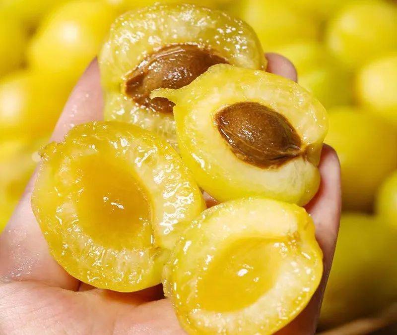 辰颐物语:一年只卖15天的珍珠油杏