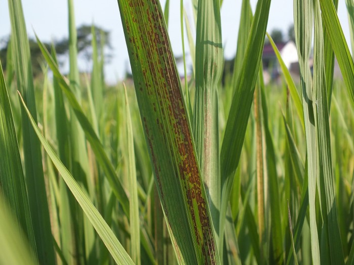 水稻常见的一些病害分析