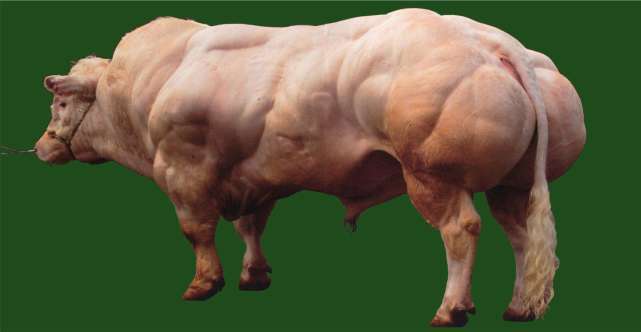 看到比利时蓝牛之后,才知道为何卖天价