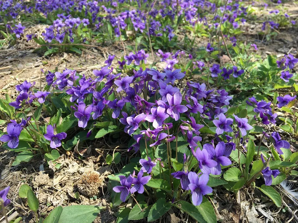 开紫花的野草叶子像犁头,人称紫花地丁,有5大妙用,你知道吗?