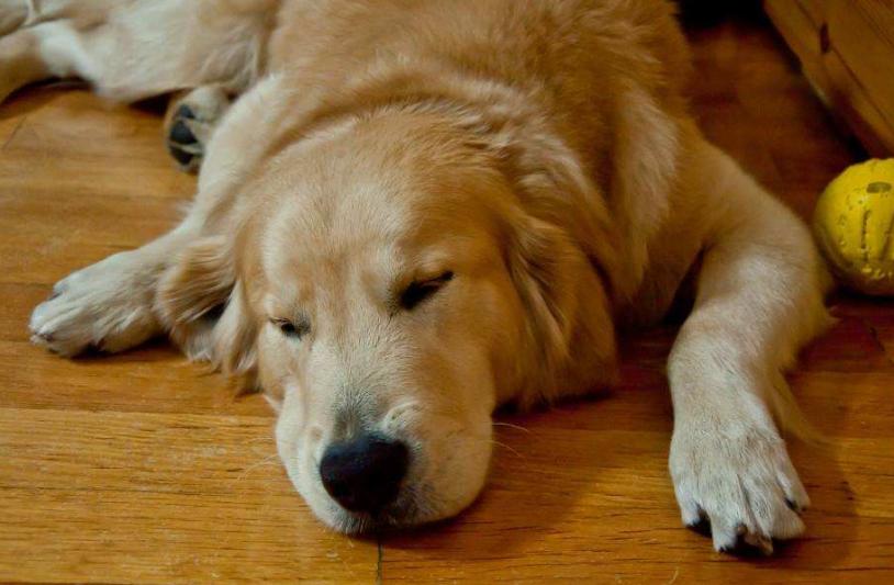 趴蹄和正常犬的照片图片