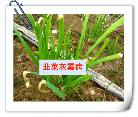 岛本酵素|韭菜"腐霉利"限量标准调高25倍,食用是否安全?