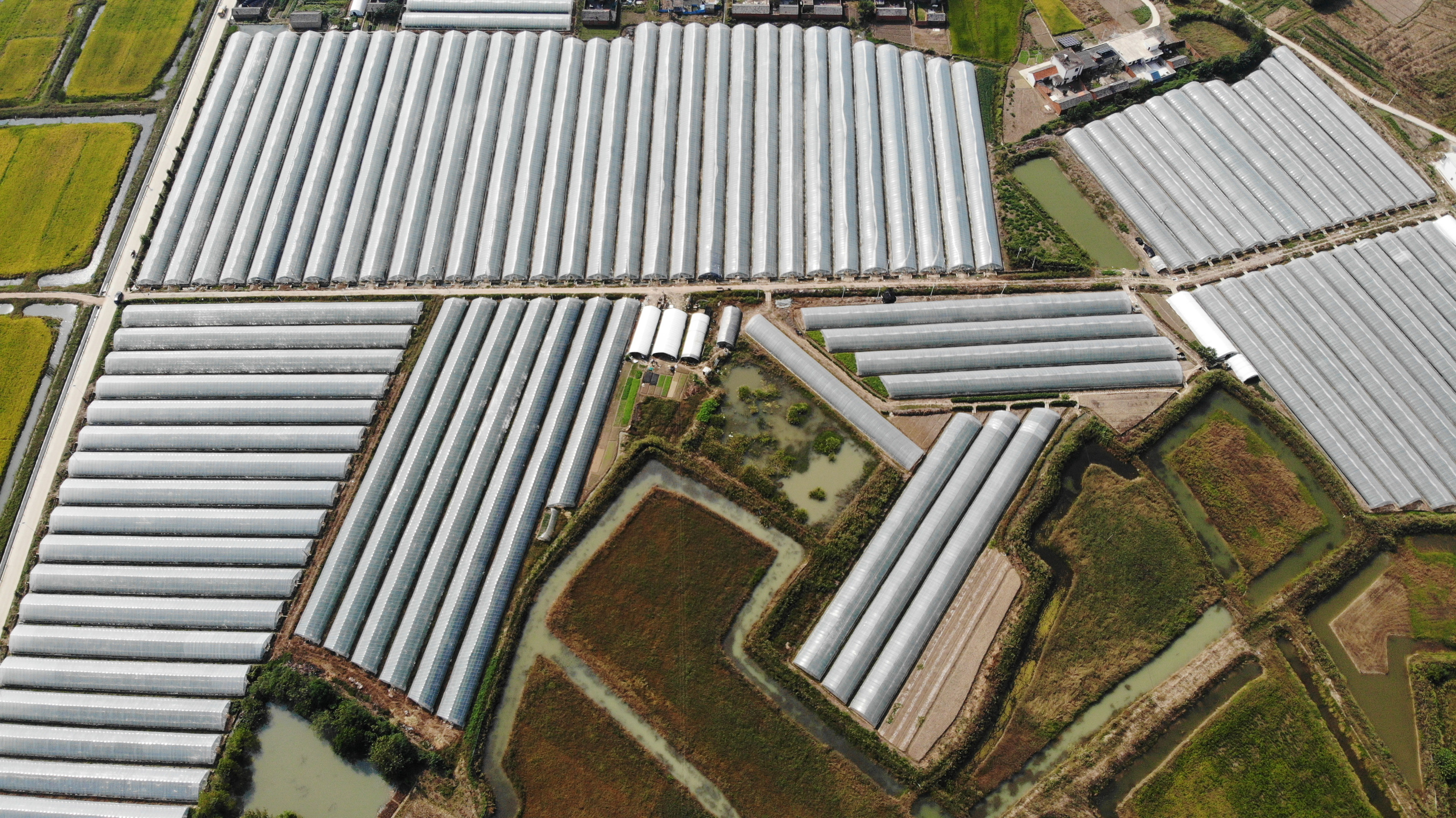 大棚种菜 - 优质问答专区