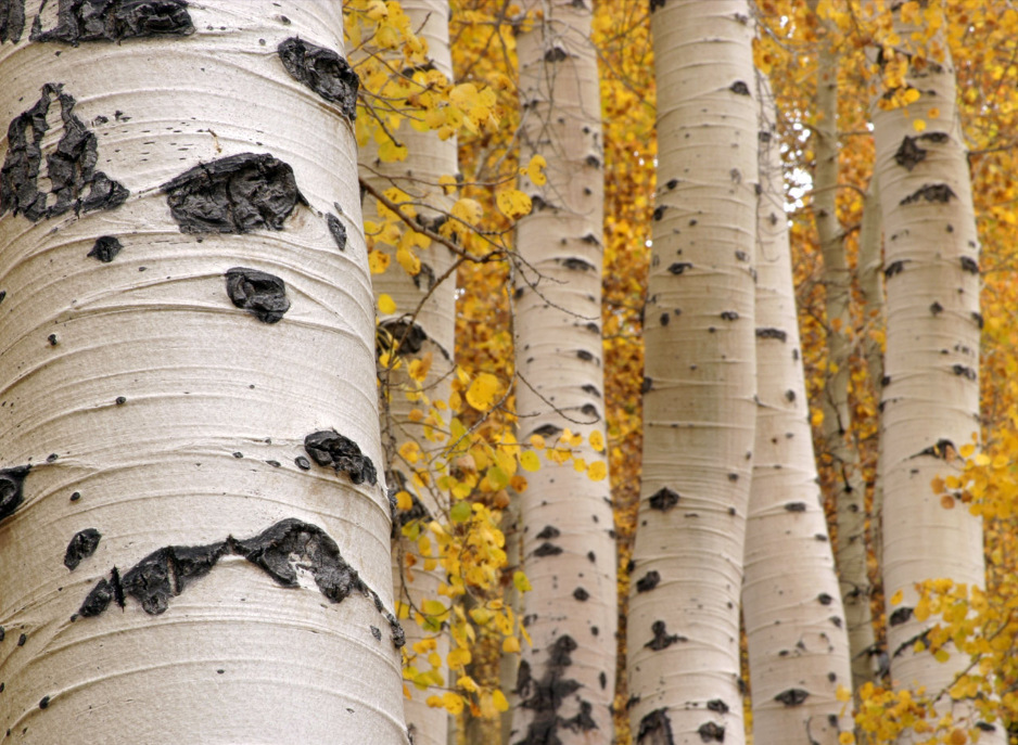 5000年前冰人奥兹被发现,人们还在他的武器中,发现最古老粘结剂